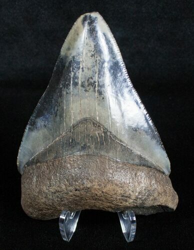 Multi-Colored, Serrated Megalodon Tooth - #3703
